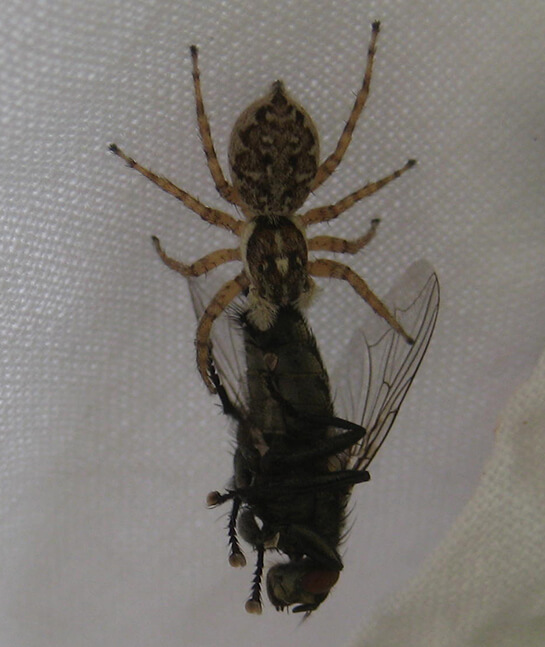 La cattura... | Babelmed