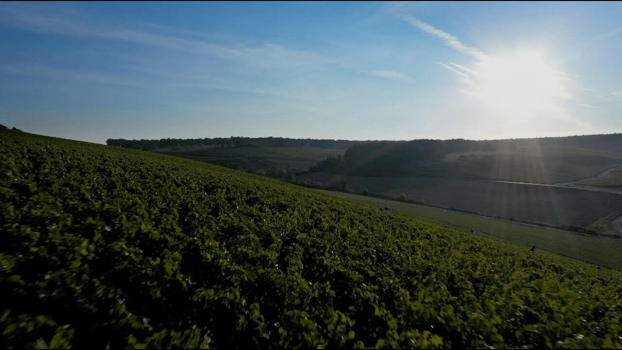 Vidéo vendange 2022 | Vidéact’ En mouvement vidéo