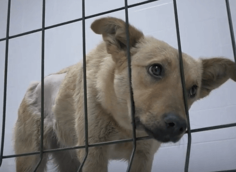 Видео: В Бишкеке начали стерилизацию бездомных собак | AFKE