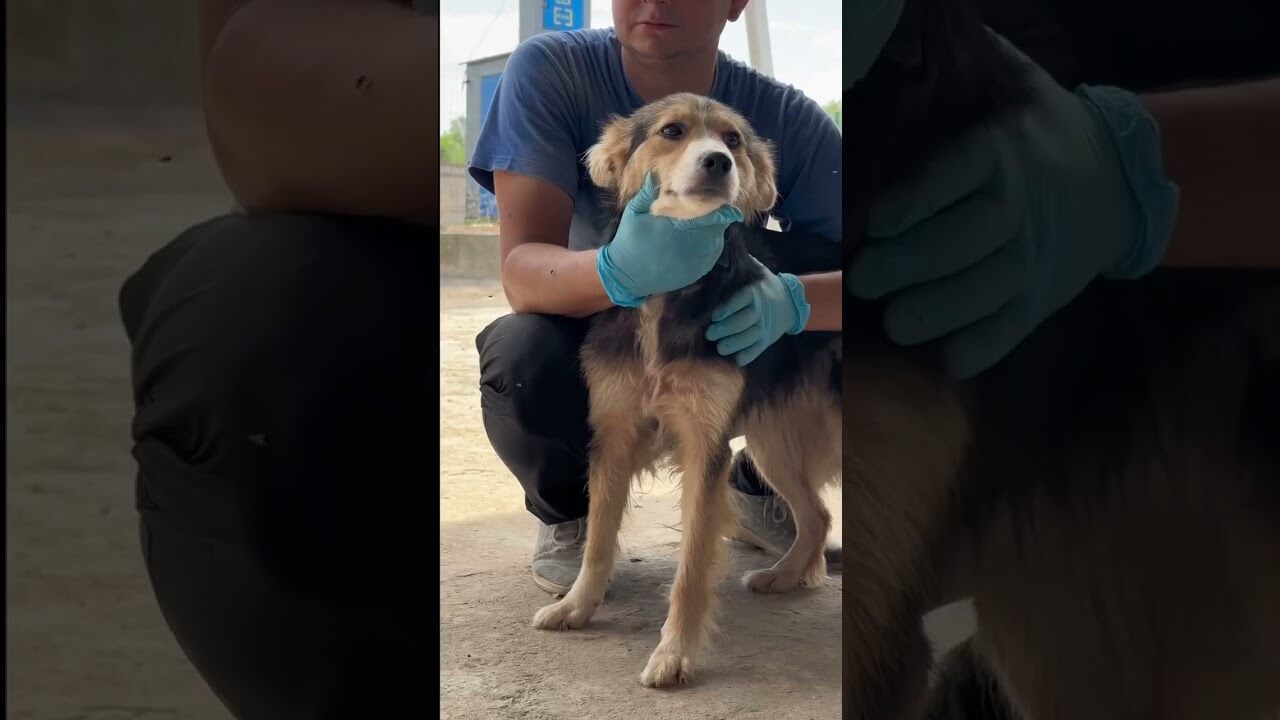 Программа по стерилизации и вакцинации бродячих собак в Канте "Кумайык" | AFKE