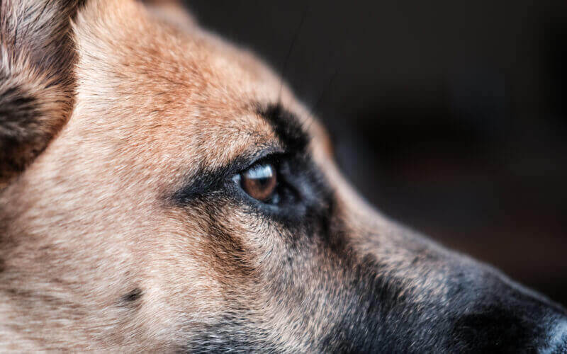 Мэрия Канта и кыргызско-французская организация договорились о совместной кастрации собак | ИНФОМИР | AFKE