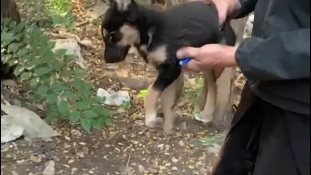 Мэрия Канта и кыргызско-французская организация договорились о совместной кастрации собак | AFKE