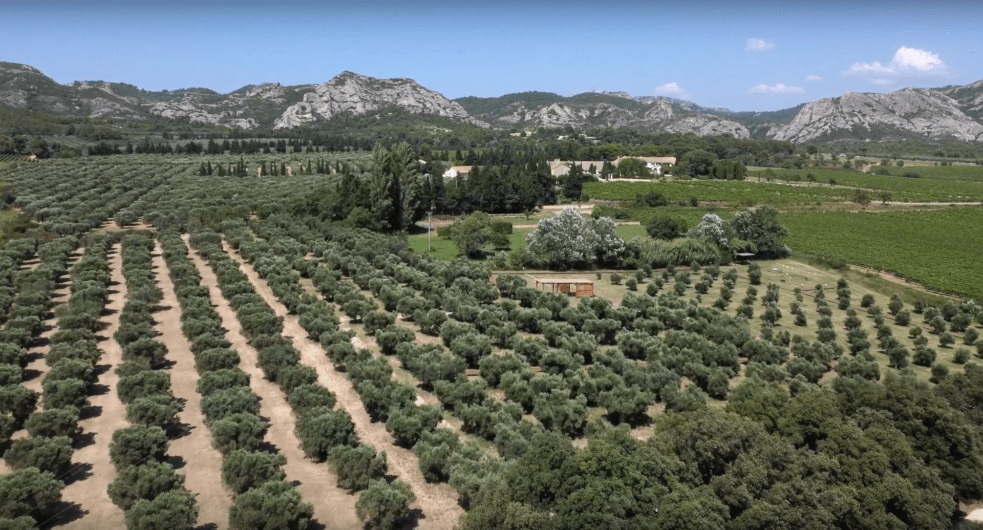 Vidéo tourisme - Balade dans les Oliviers - Castelas | Vidéact’ En mouvement vidéo