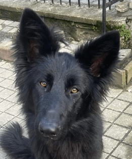 Voodoo | FCAPI - France Chiens d'Assitance Personnalisé et indidualisé