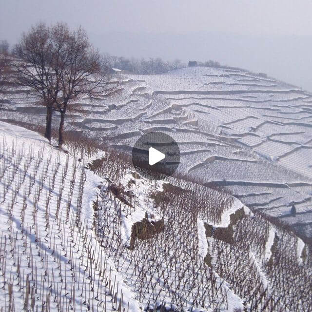 Travail à la vigne | Vidéact’ En mouvement vidéo