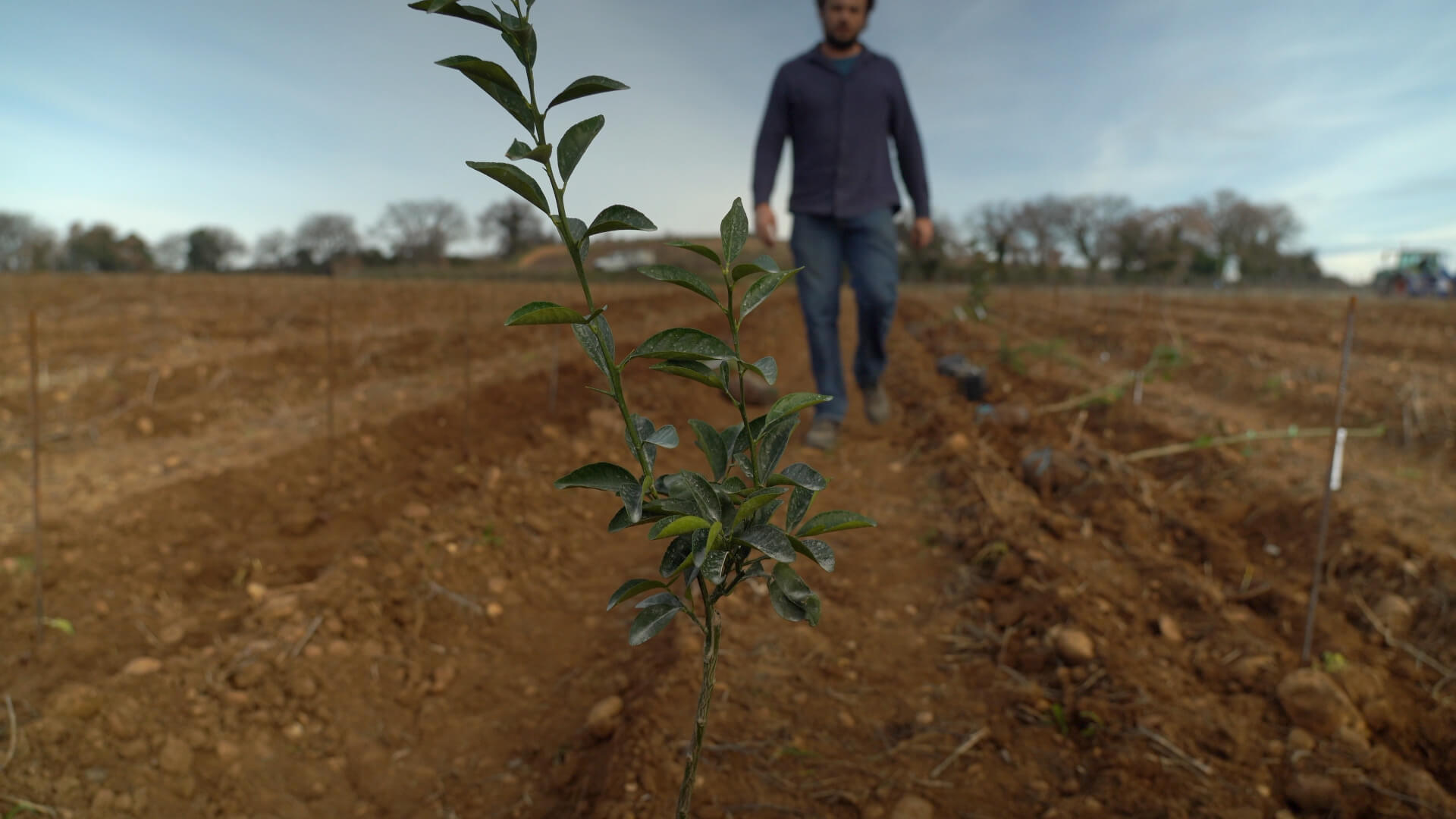 Agroforesterie - Domaine de la Solitude | Vidéact’ En mouvement vidéo