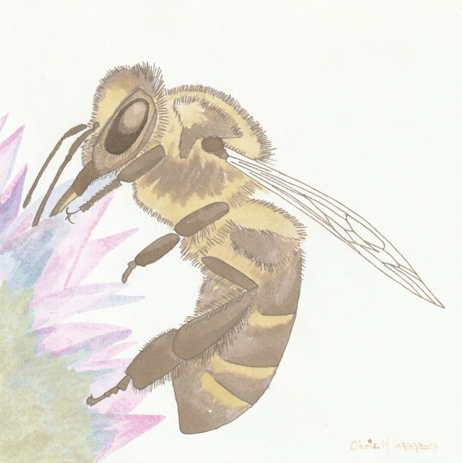 Abeille domestique | christophe-henry