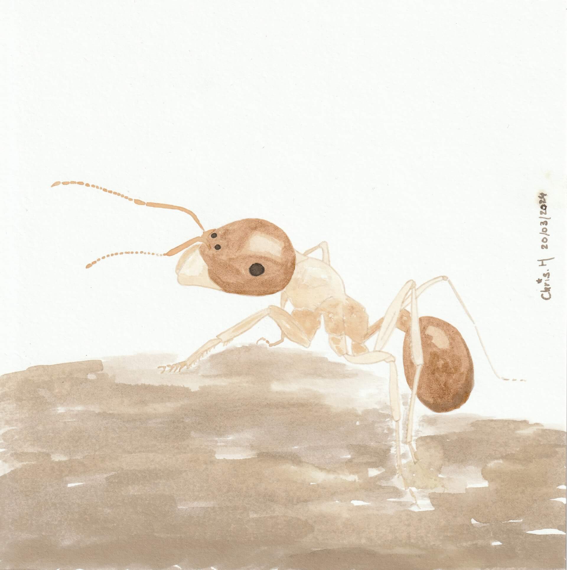 Fourmi charpentière | christophe-henry