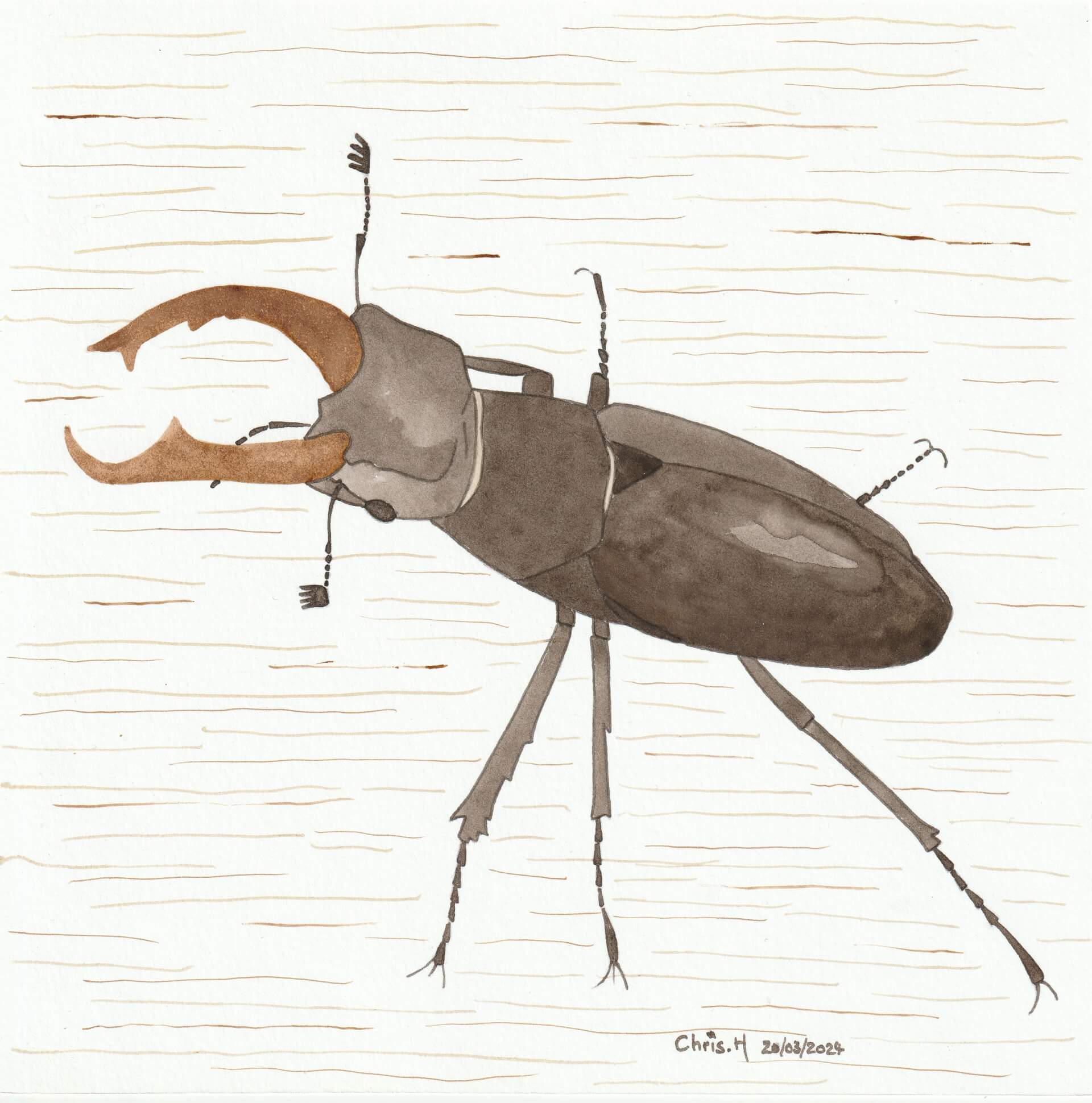 Lucane cerf-volant | christophe-henry