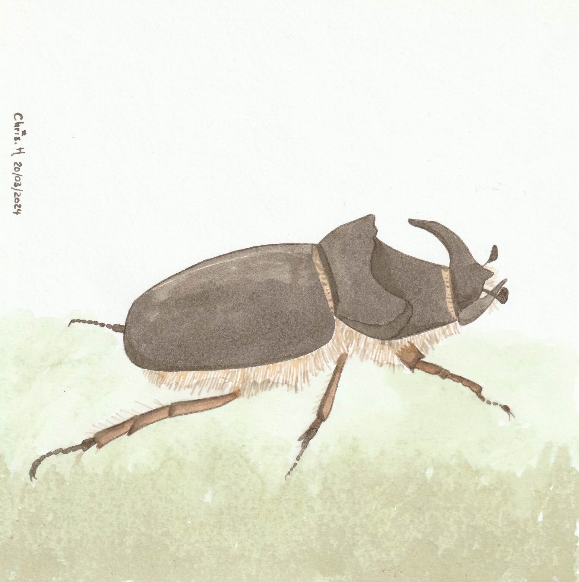 Rhinocéros | christophe-henry