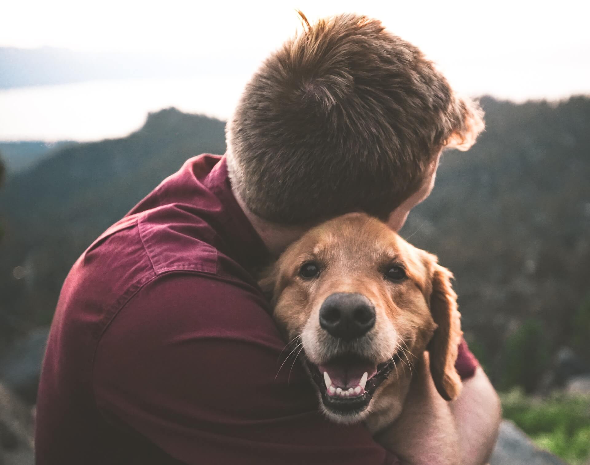 Découvrez FCAPI : Une Association au Service de l'Assistance Canine | What The Web