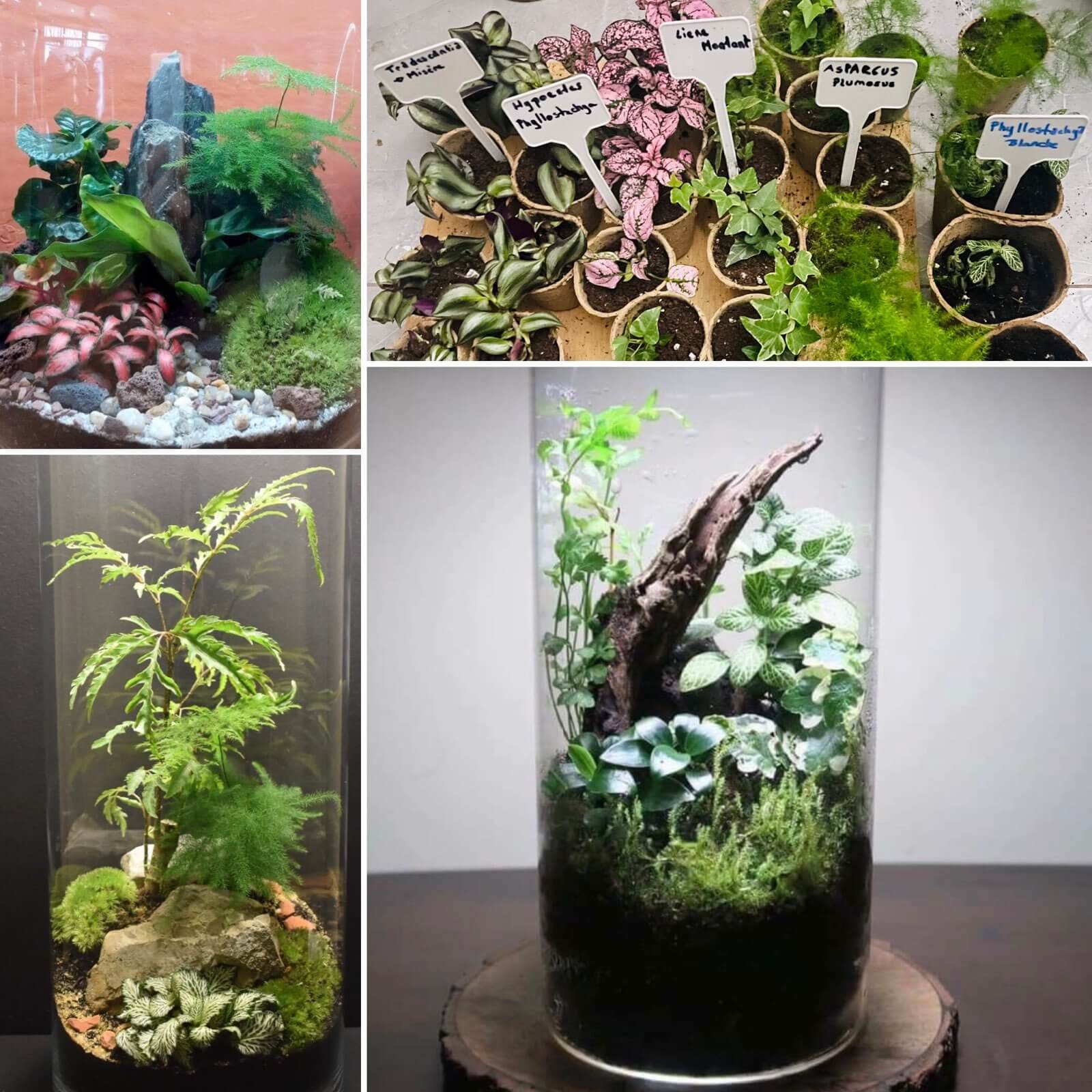CREATION D’UN TERRARIUM | La contrée des minis