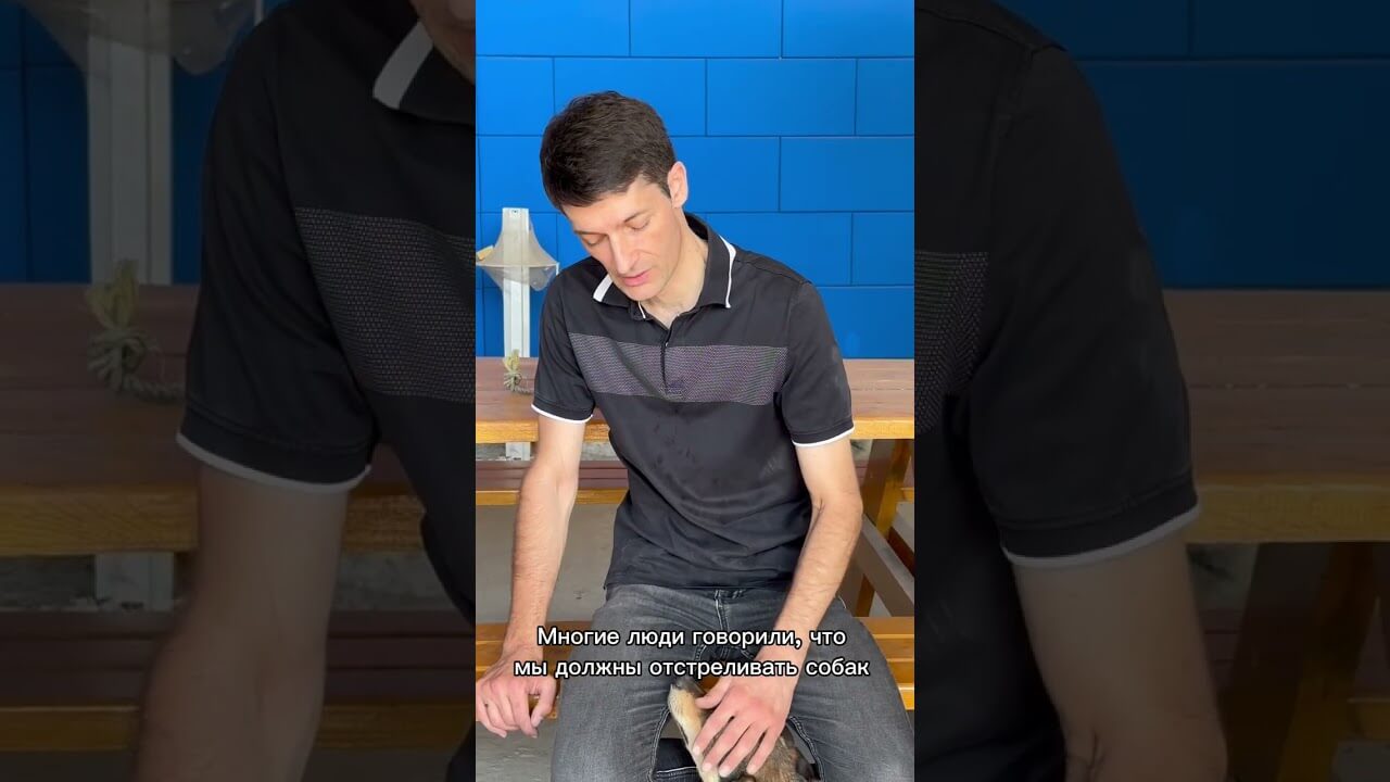 Программа "Кумайык". Стерилизация уличных собак в Канте (Кыргызстан) | AFKE