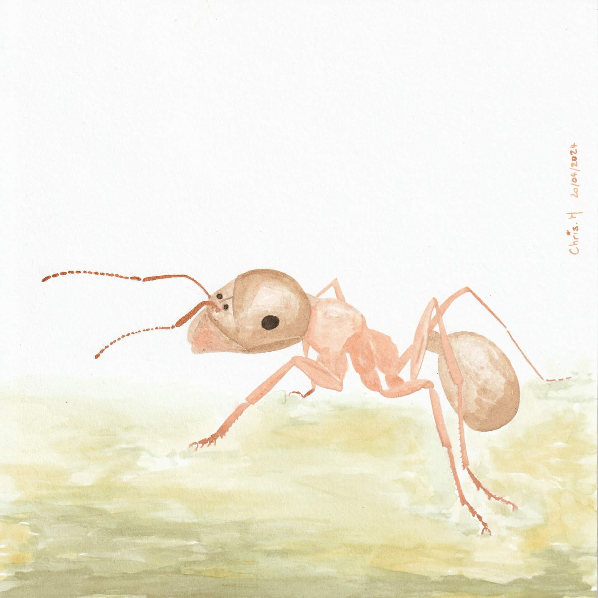 Fourmi charpentière (2) | christophe-henry