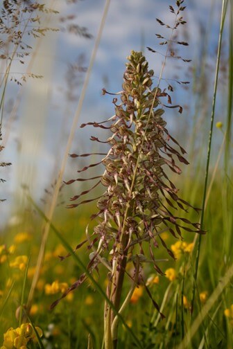 LES ORCHIDEES : REINES DES PELOUSES CALCAIRES | La contrée des minis