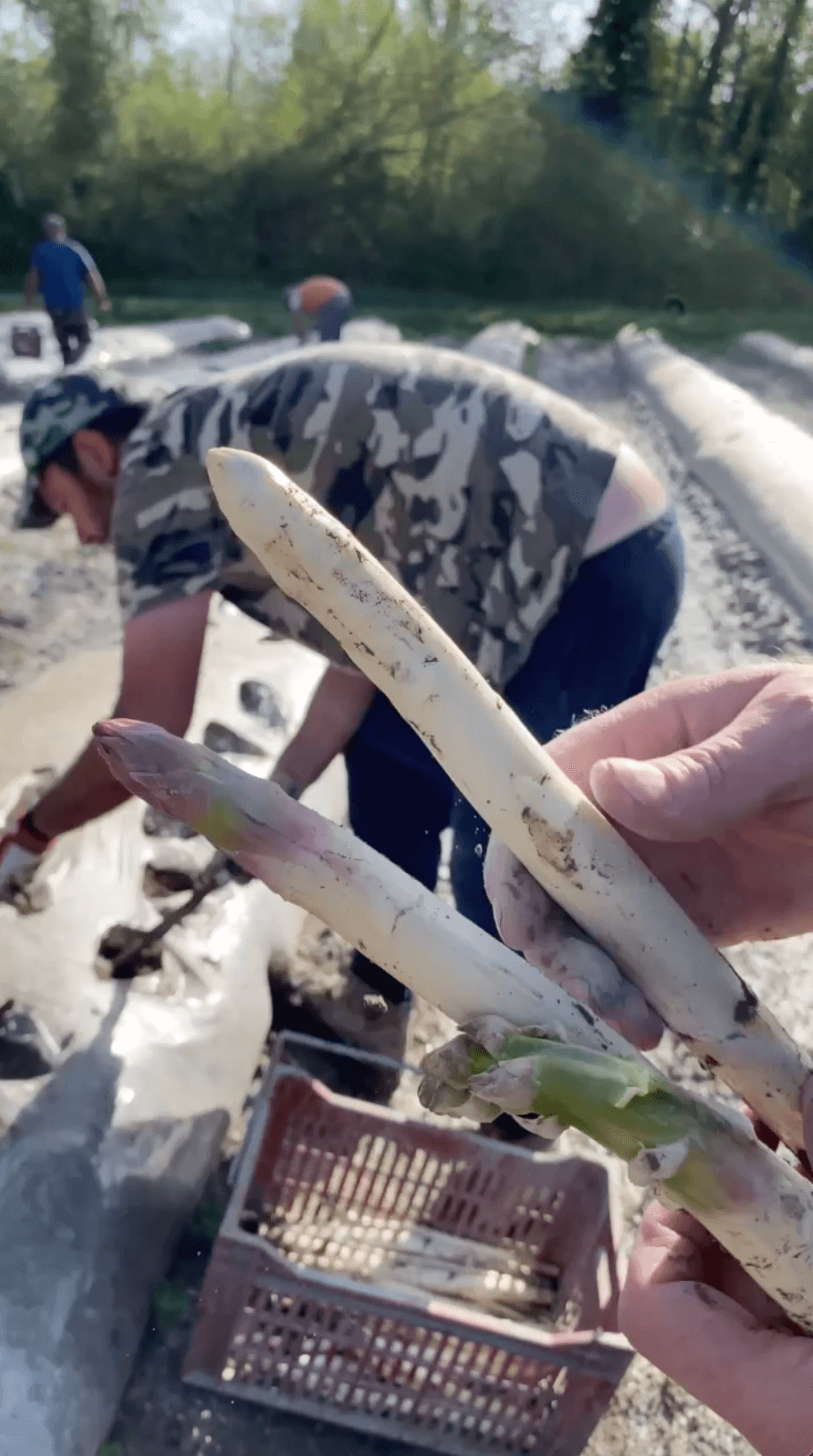 Les Javones | Vidéact’ En mouvement vidéo