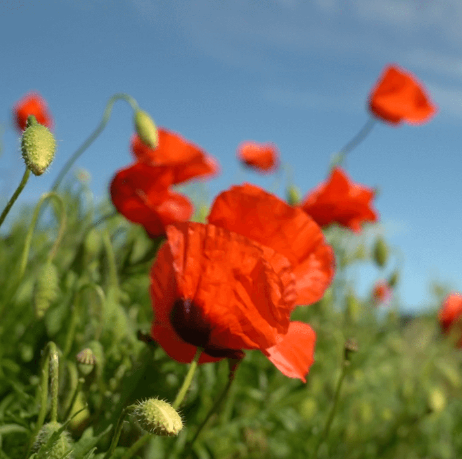 Coquelicot - huile d'olive | Vidéact’ En mouvement vidéo