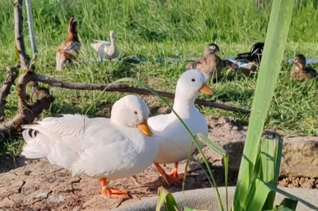 Les canards miniatures | La contrée des minis