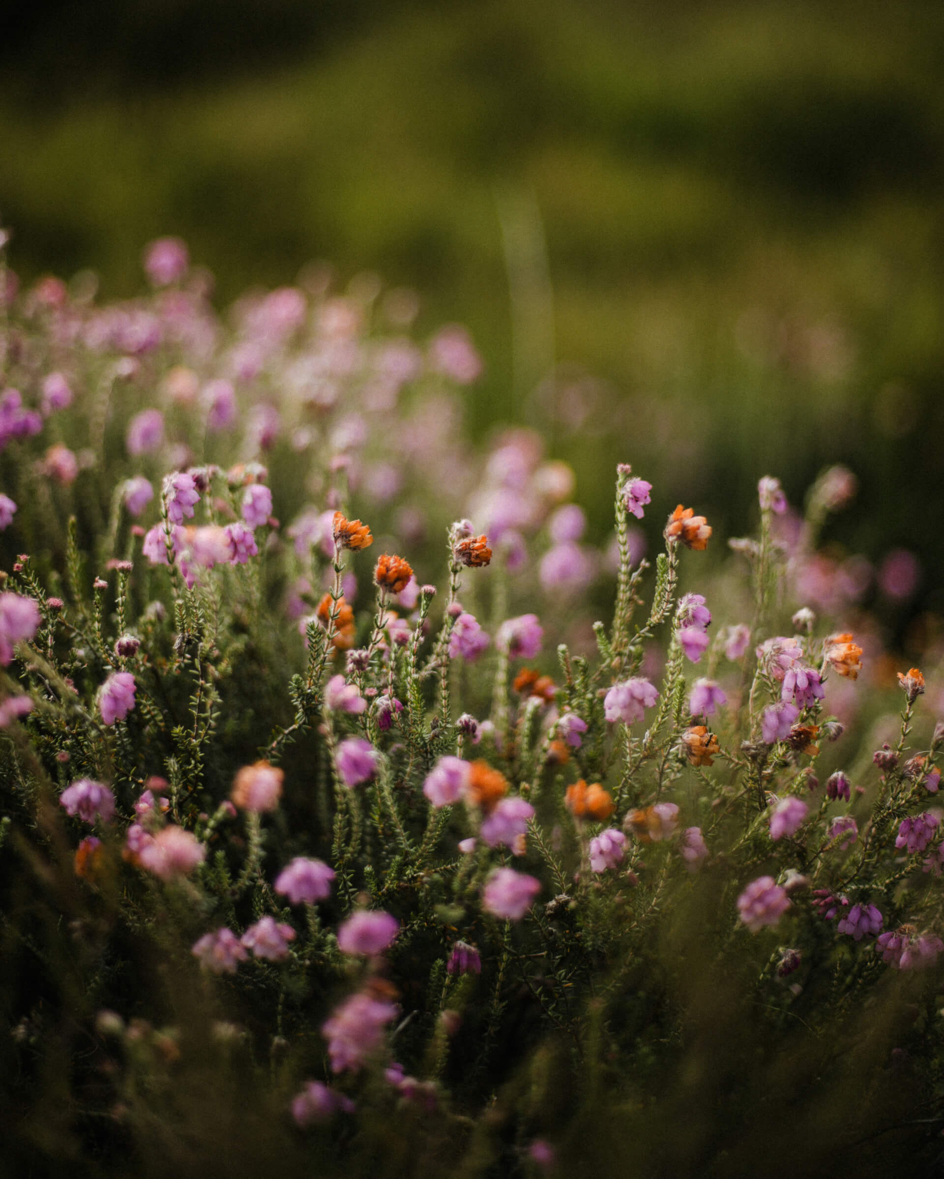 Au jardin d'Althéa