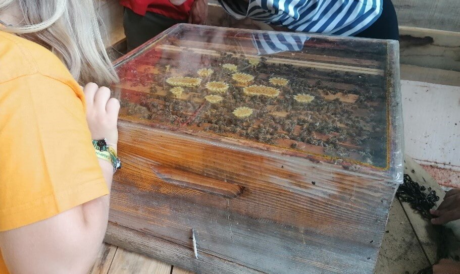 VISITE GUIDEE ET ATELIER AUTOUR DE LA RUCHE A LA CONTREE DES MINIS | La contrée des minis