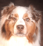 Moon | FCAPI - France Chiens d'Assitance Personnalisé et indidualisé