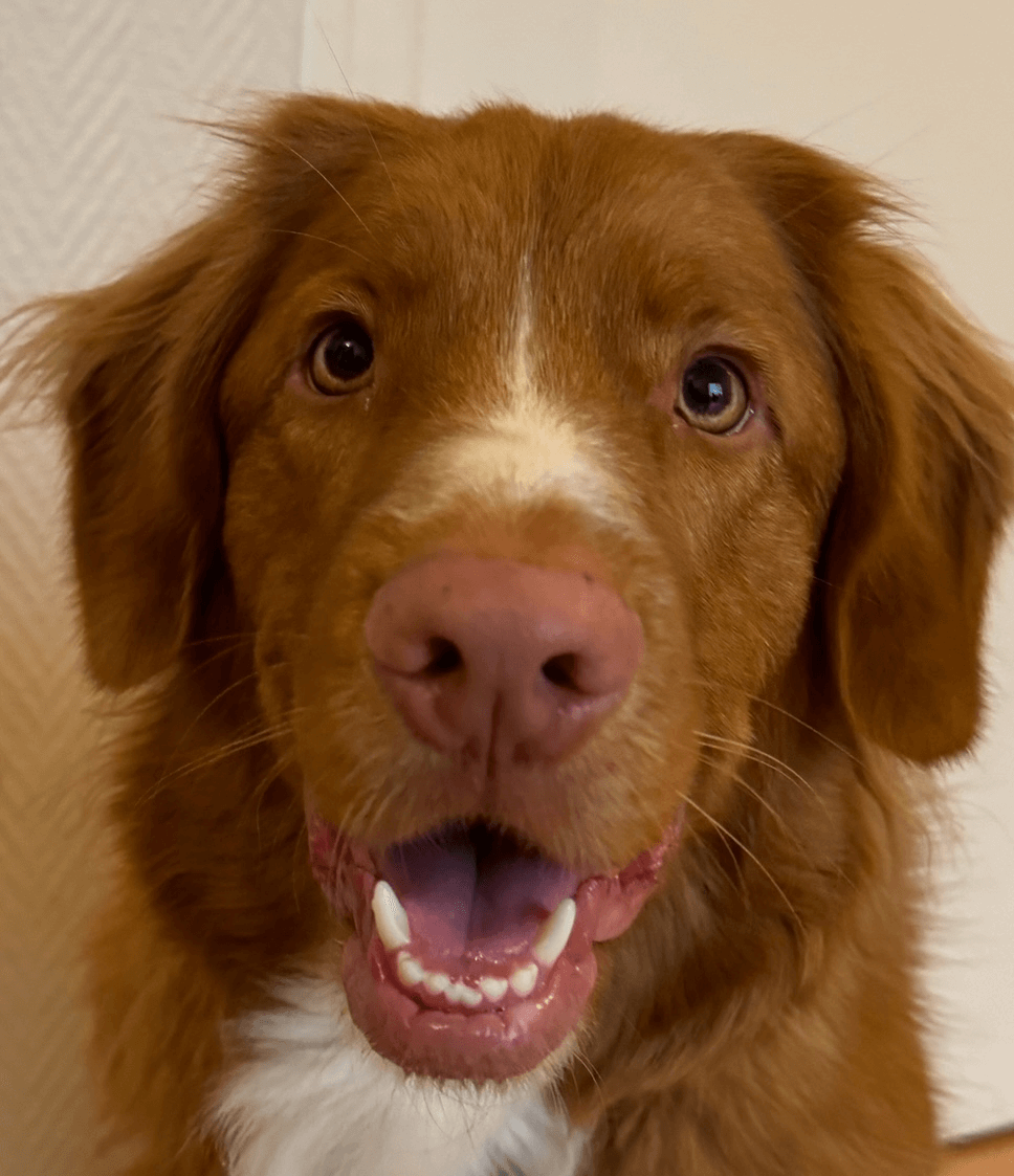 Lucky | FCAPI - France Chiens d'Assitance Personnalisé et indidualisé