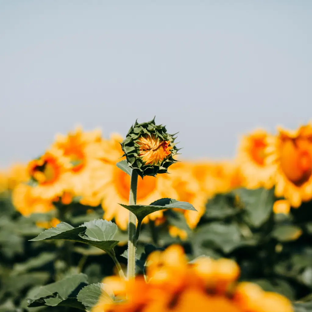 GRANDIR : la floraison de l’être | TACK