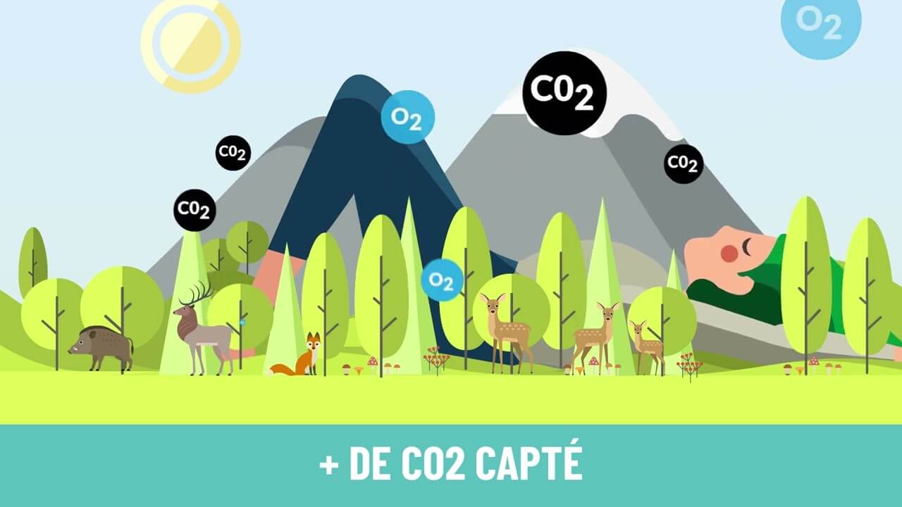 Récolter du bois c'est faire vivre la forêt | Fibois Sud