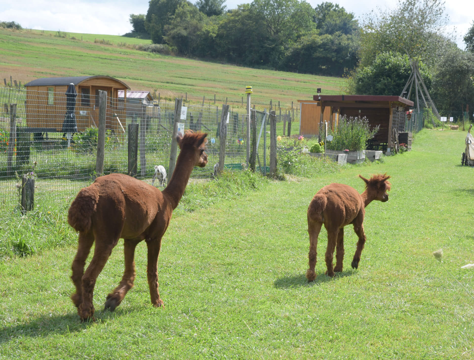 La contrée des minis