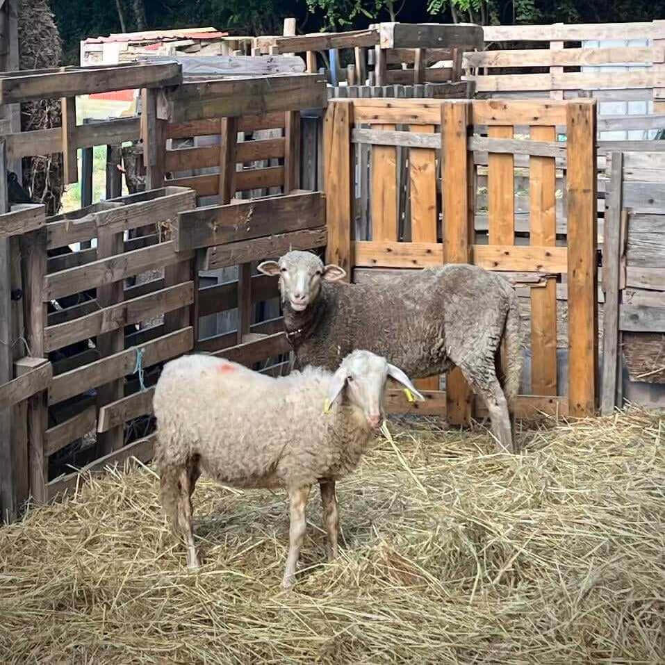 Avril | La Ferme thérapeutique La Consoude