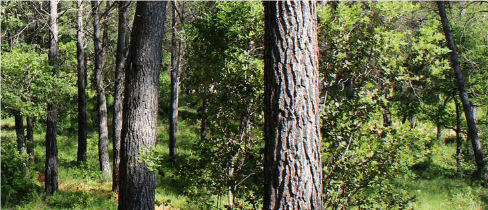 Récolte et usages du pin d'Alep | Fibois Sud
