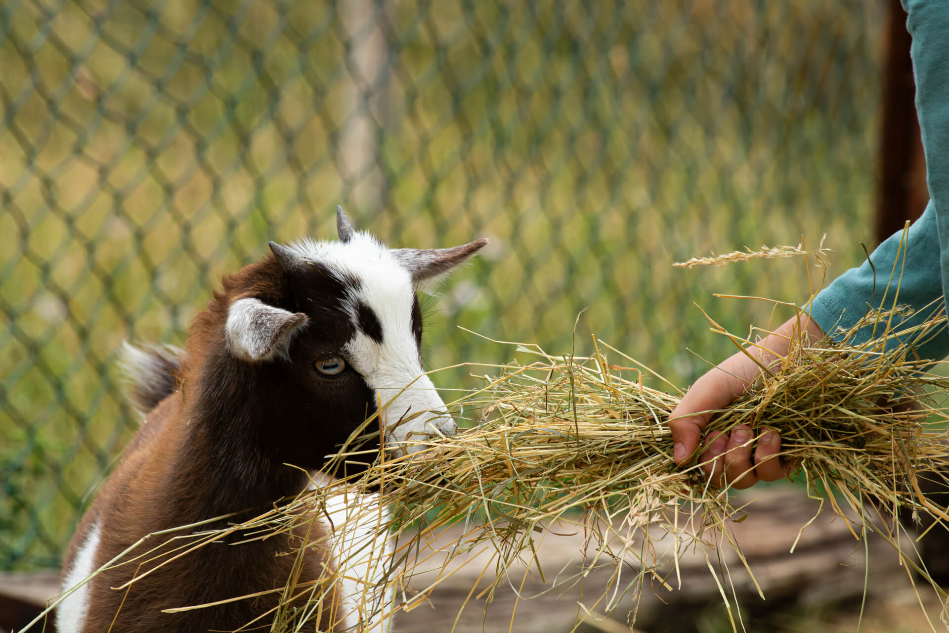 Les animaux de la ferme « la contrée des minis » | La contrée des minis