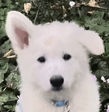 Ariane | FCAPI - France Chiens d'Assitance Personnalisé et indidualisé