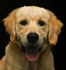 Ange | FCAPI - France Chiens d'Assitance Personnalisé et indidualisé