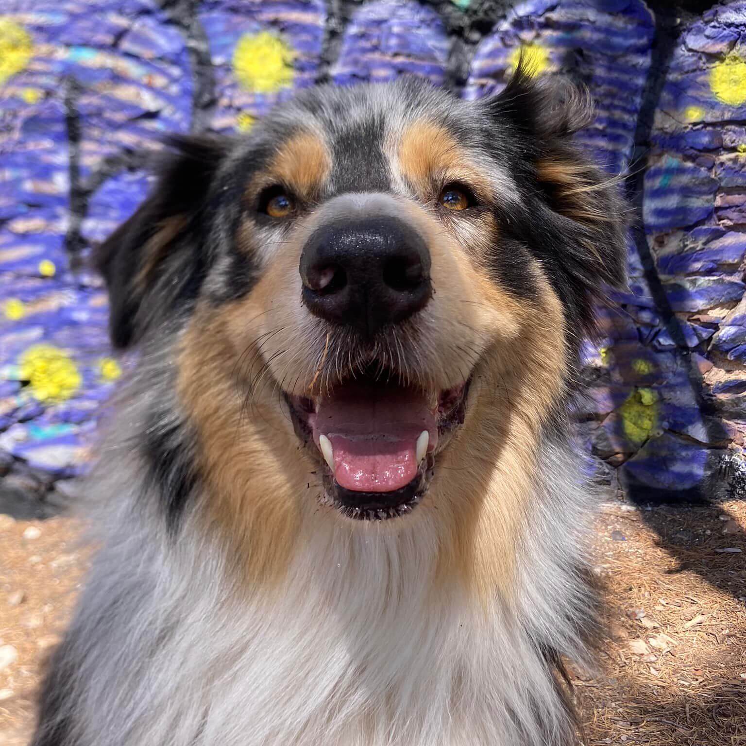 Catsitting Var | Ch'amis pour la vie