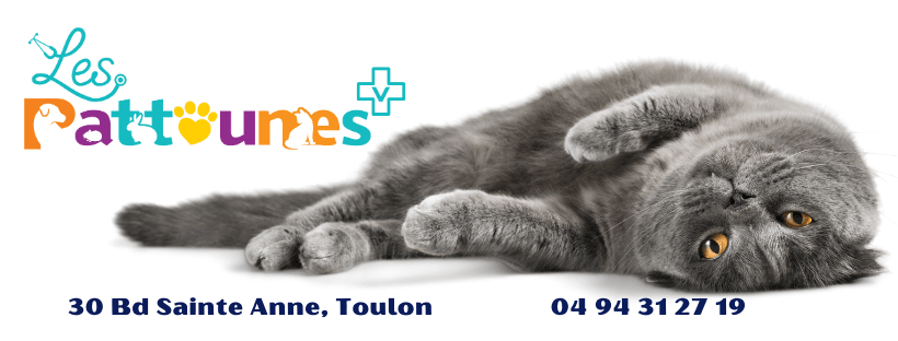 Cabinet Vétérinaire Les Pattounes | Ch'amis pour la vie