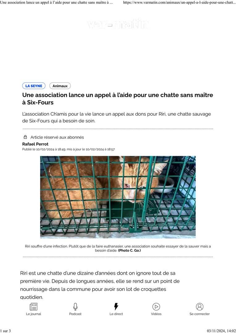 Une association lance un appel à l’aide pour une chatte sans maître à Six-Fours | Ch'amis pour la vie