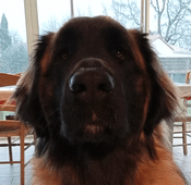 Tana | FCAPI - France Chiens d'Assitance Personnalisé et indidualisé