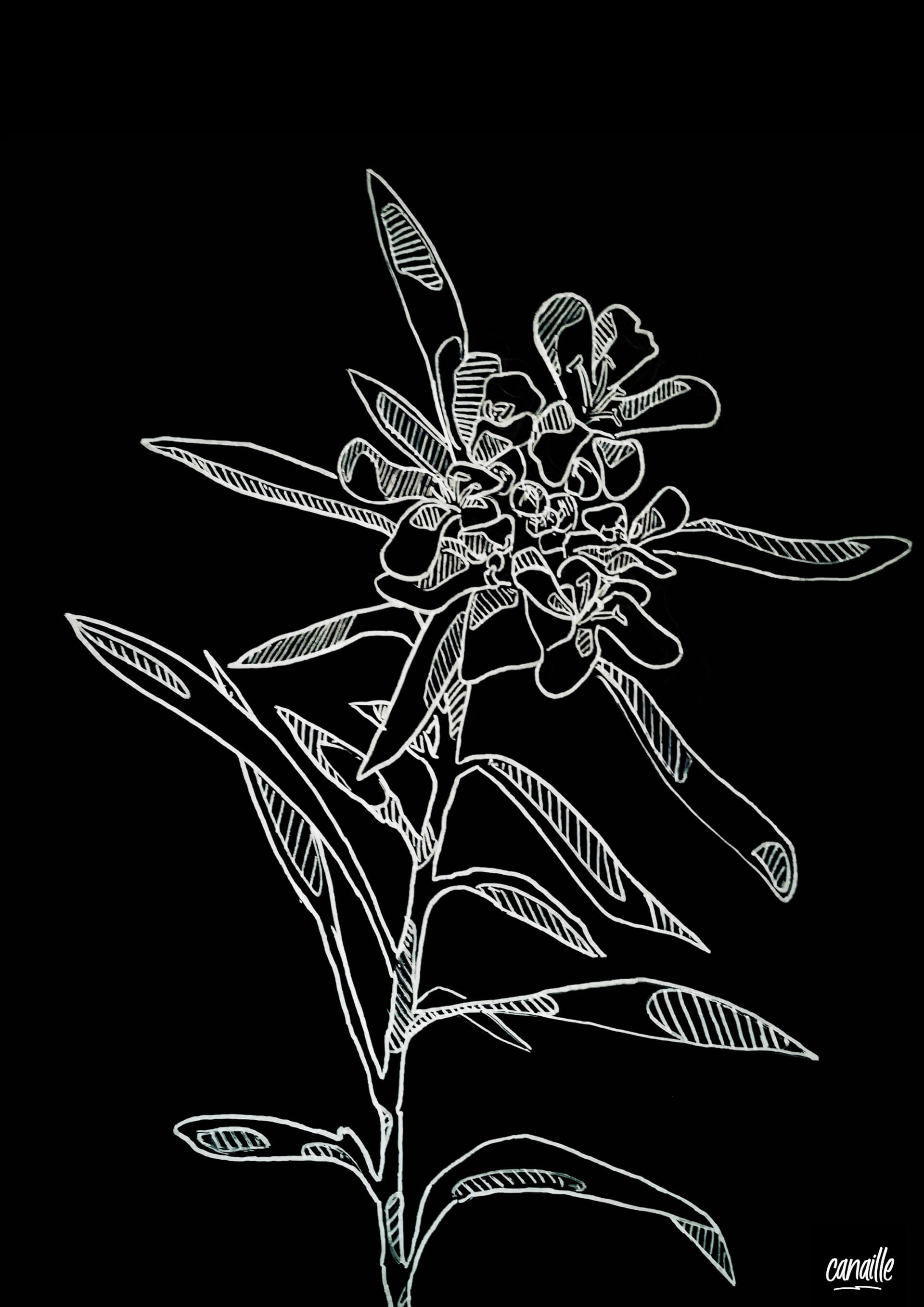 - | Canaille Illustration