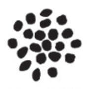 Compétences des jeunes et solidarités – Le Grain Asbl | Calame ASBL