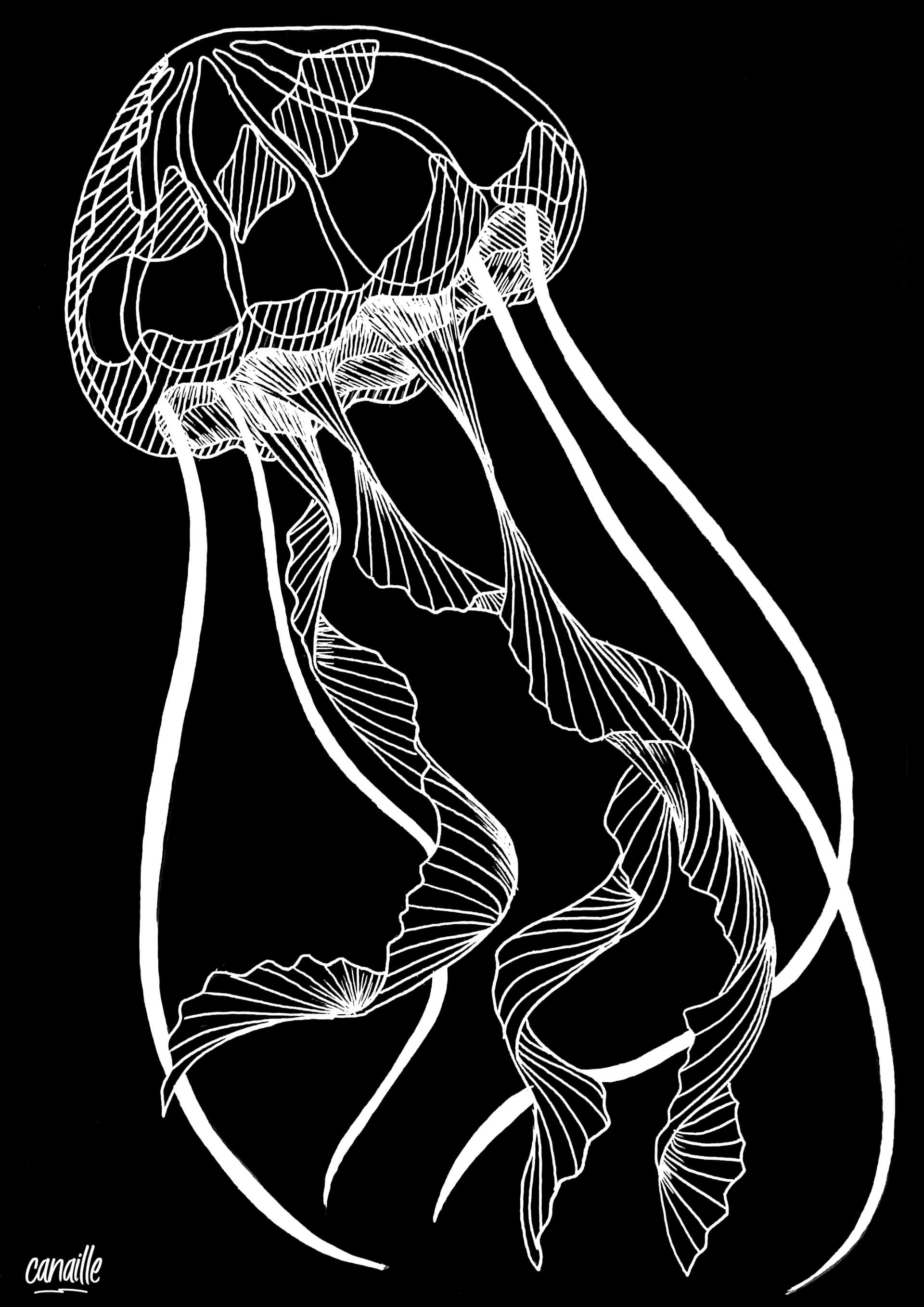 - | Canaille Illustration