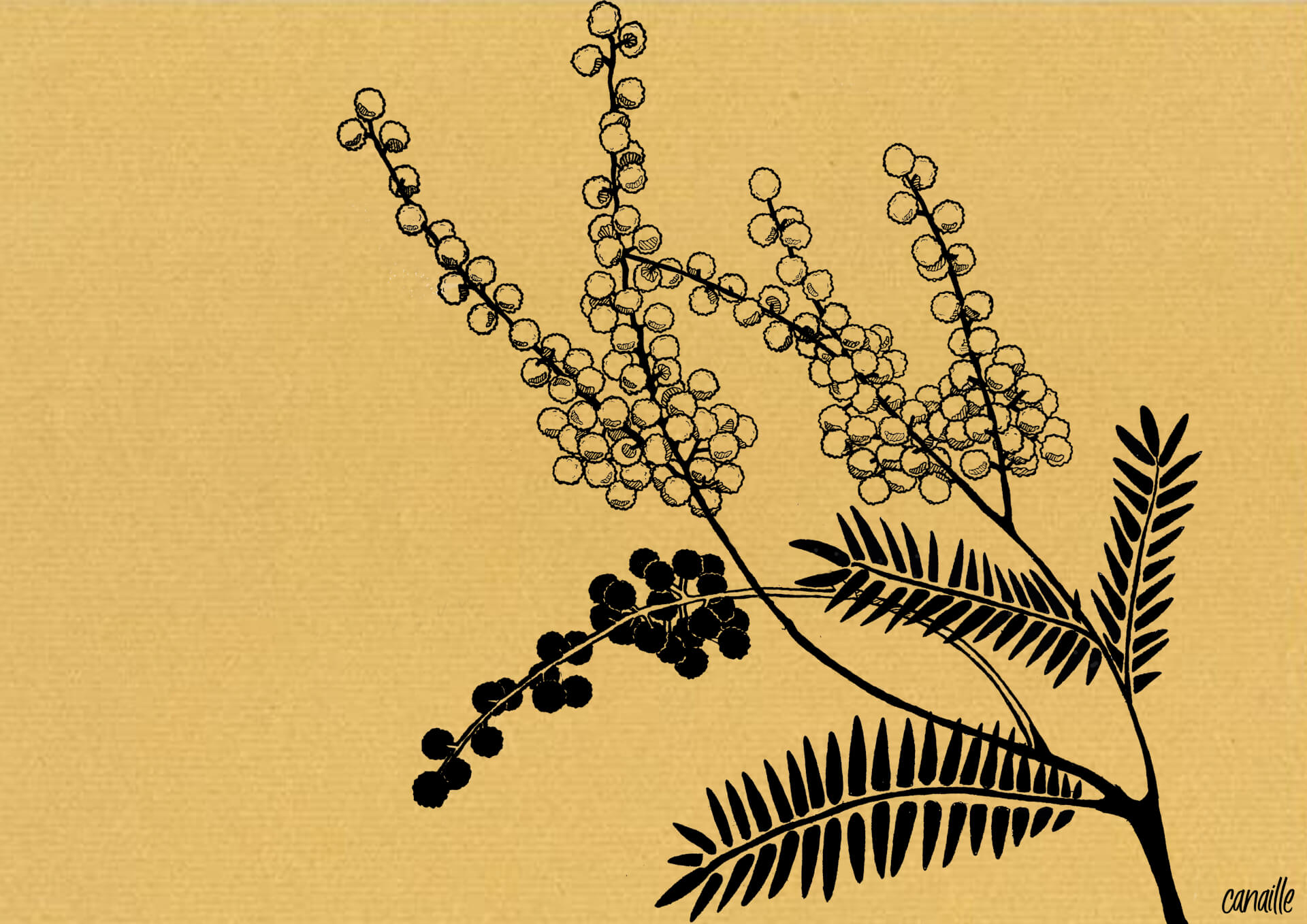 - | Canaille Illustration