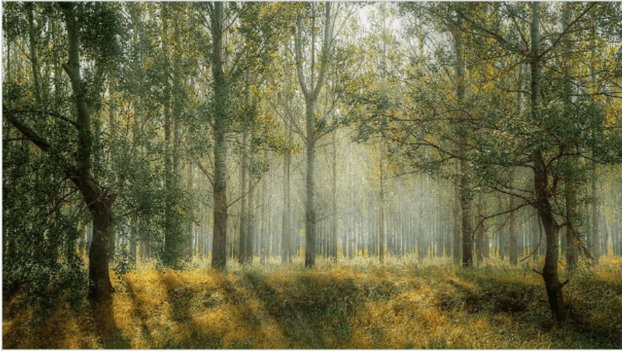 Forêts et agroécologie : quelles perspectives pour l'avenir climatique ? | RESES