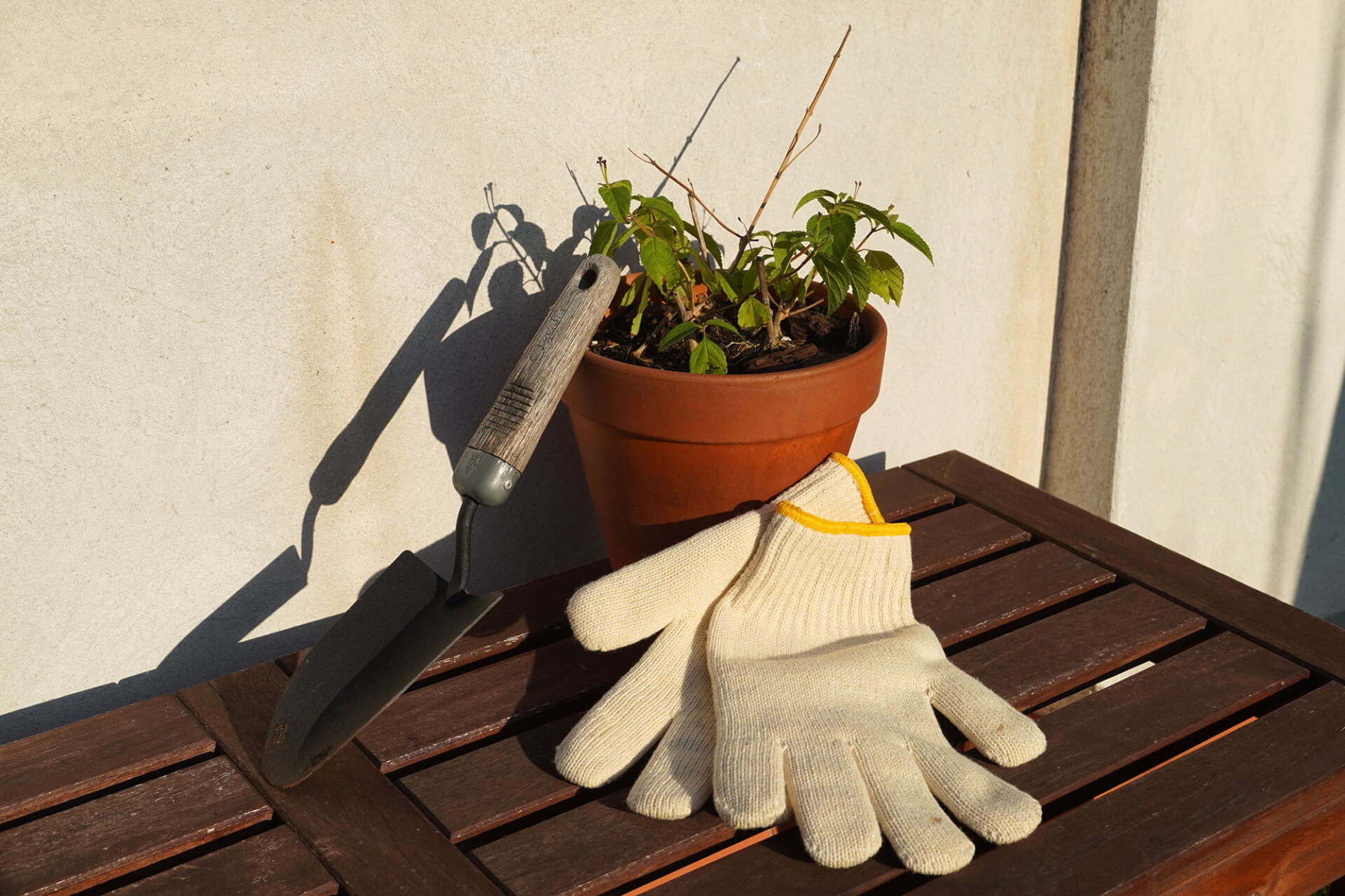 Débuter son potager en novembre : les gestes clés | RESES