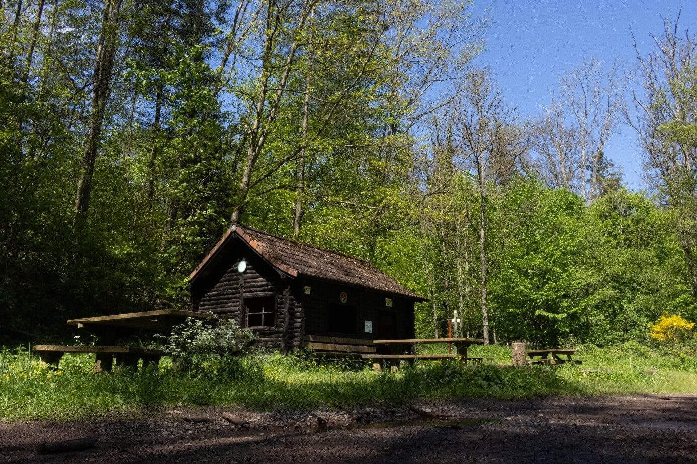 Sortie nature - Balade printanière en forêt de Bonne Fontaine | La contrée des minis