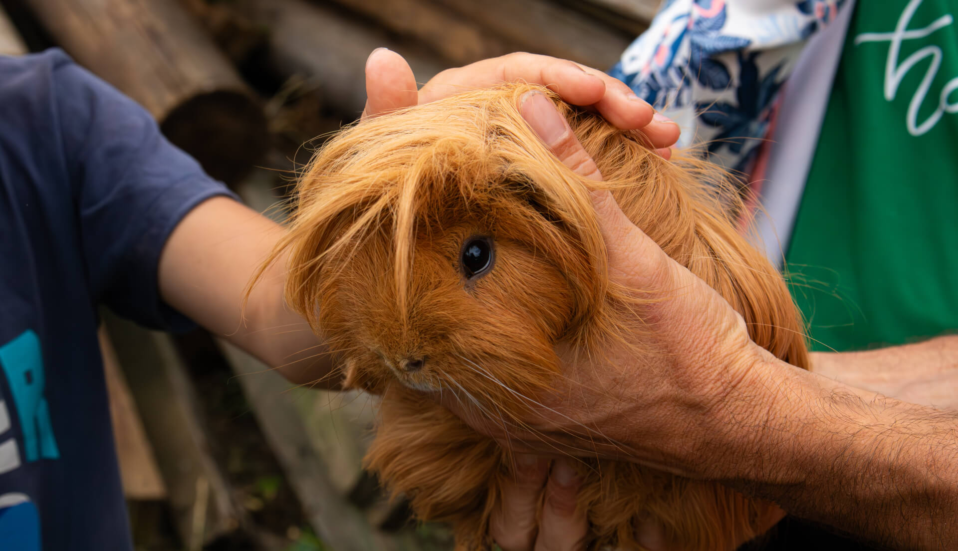 La contrée des minis