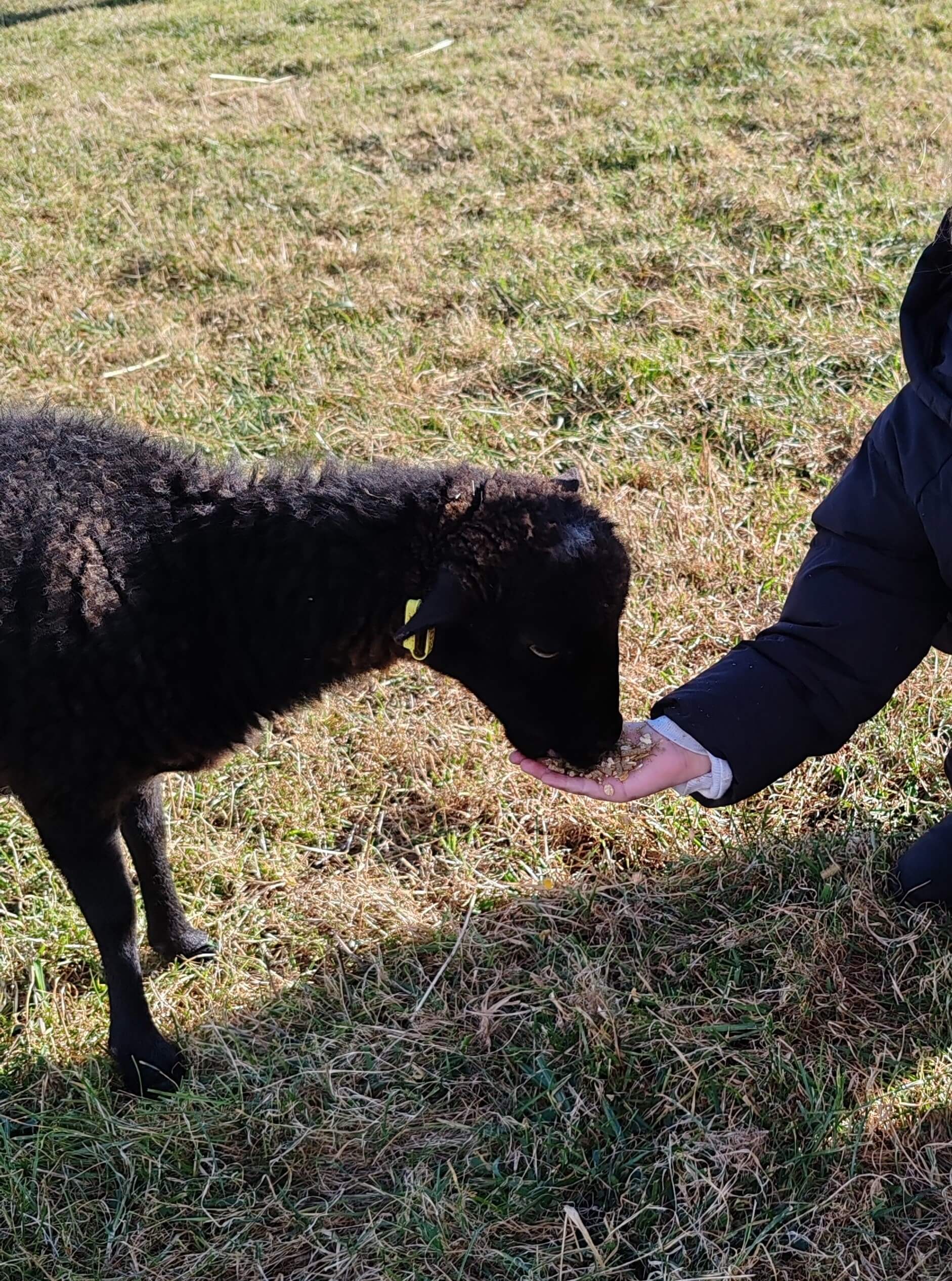 La contrée des minis