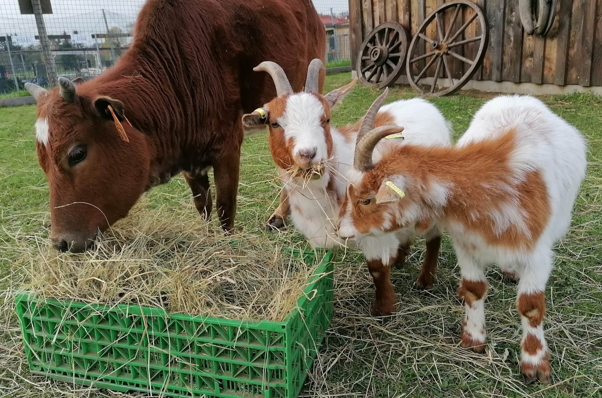 La contrée des minis