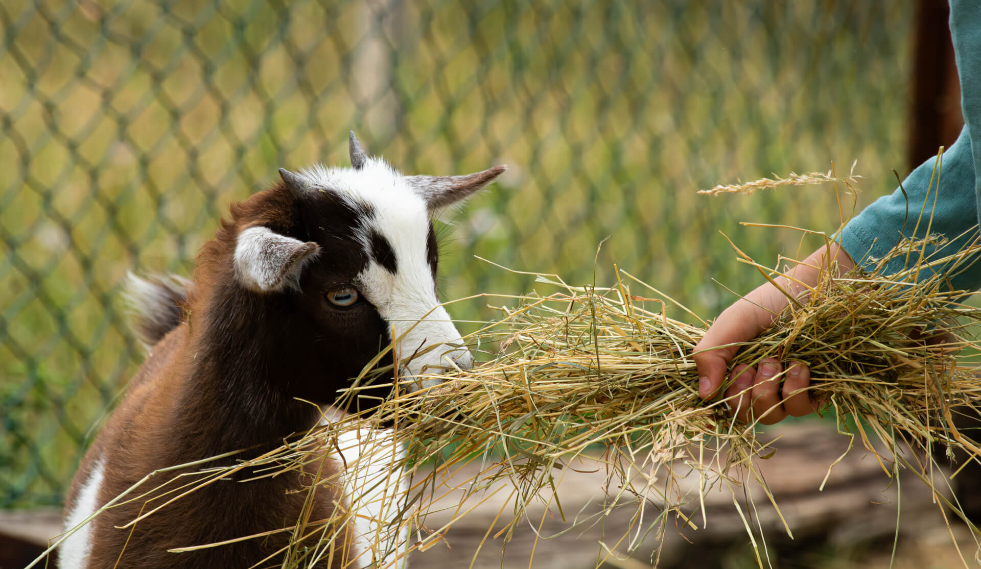 La contrée des minis