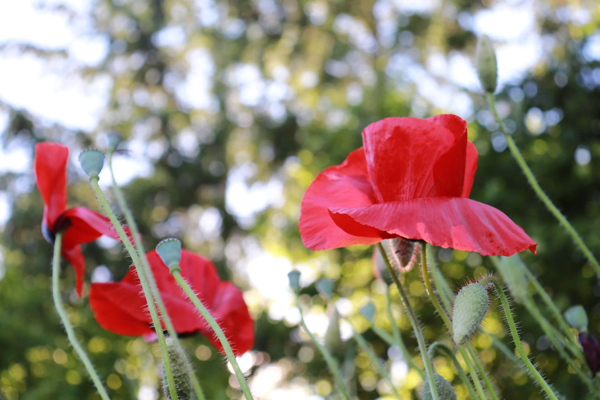 La contrée des minis